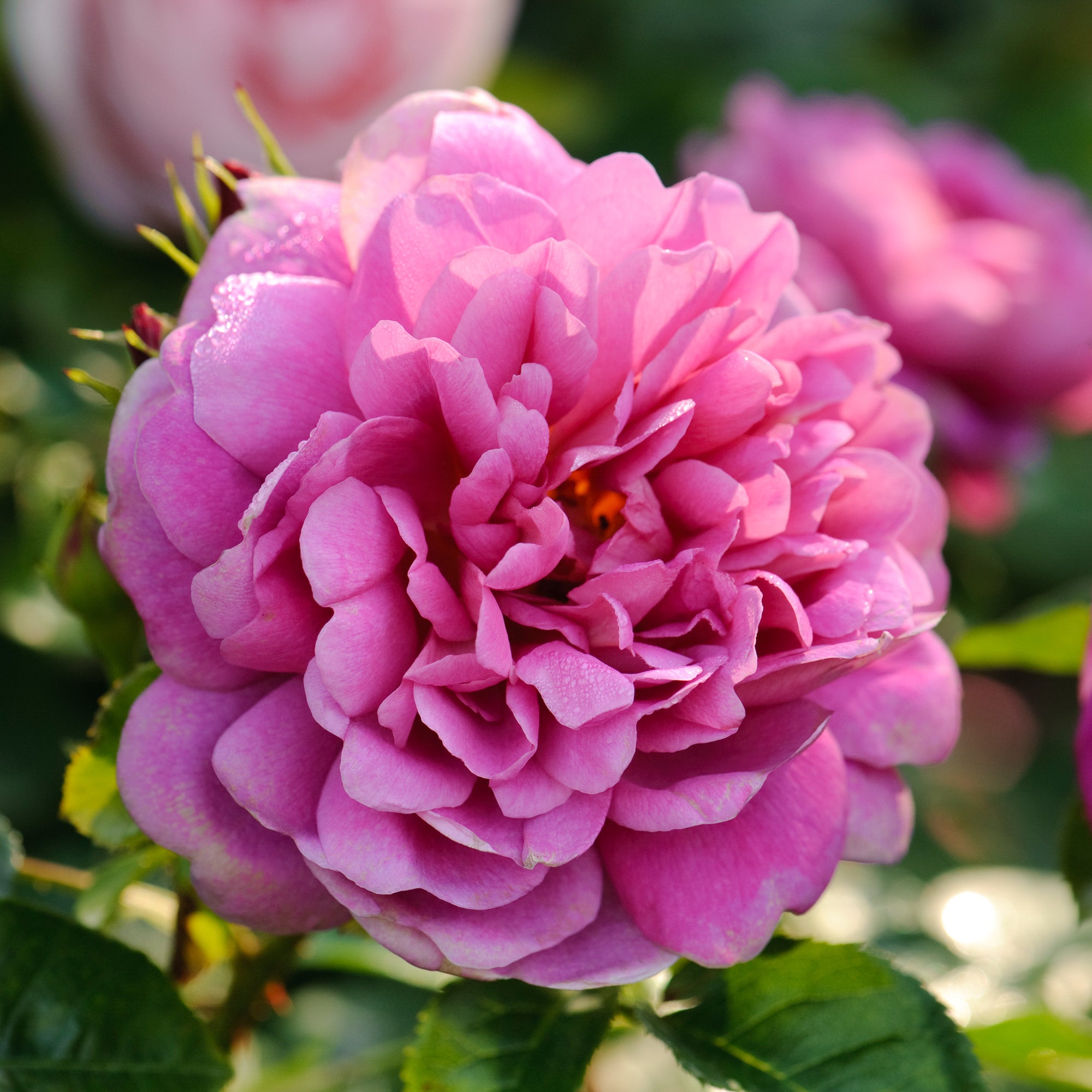 Anne Flowers Roses Princess Anne | English Shrub Rose | David Austin Roses