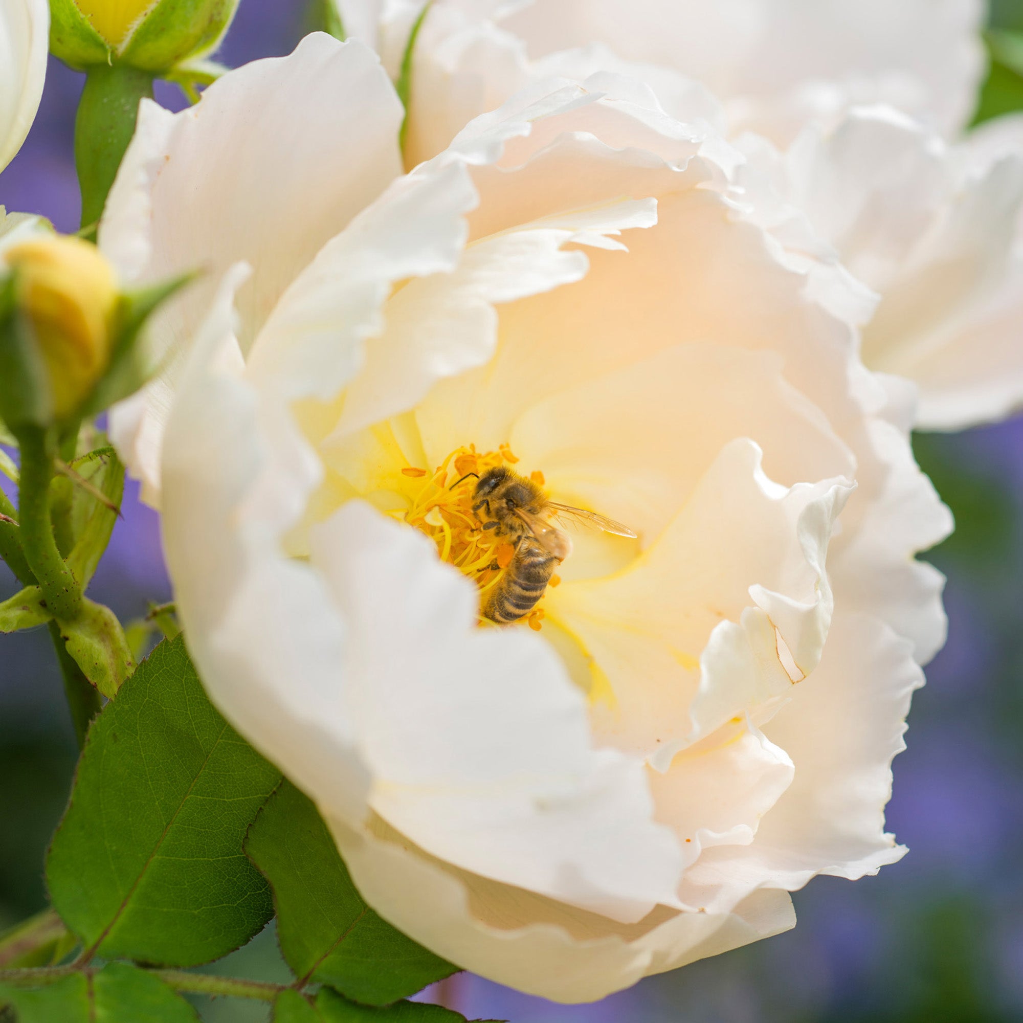 Comte de Champagne | English Shrub Rose | David Austin Roses
