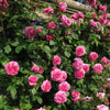 Gertrude Jekyll®