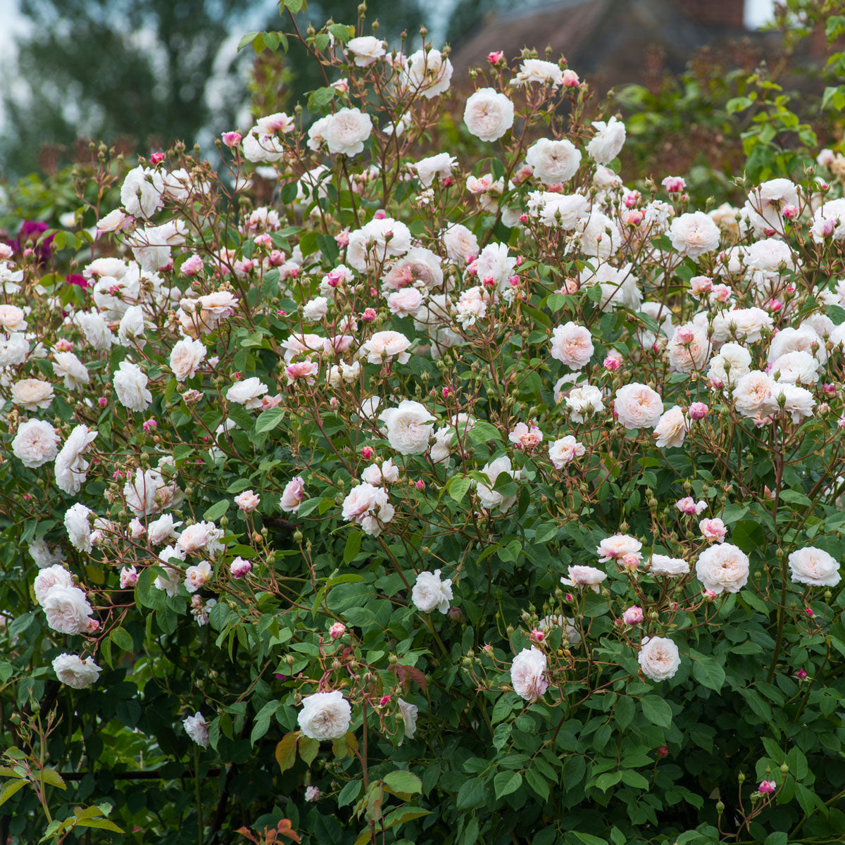 The Albrighton Rambler