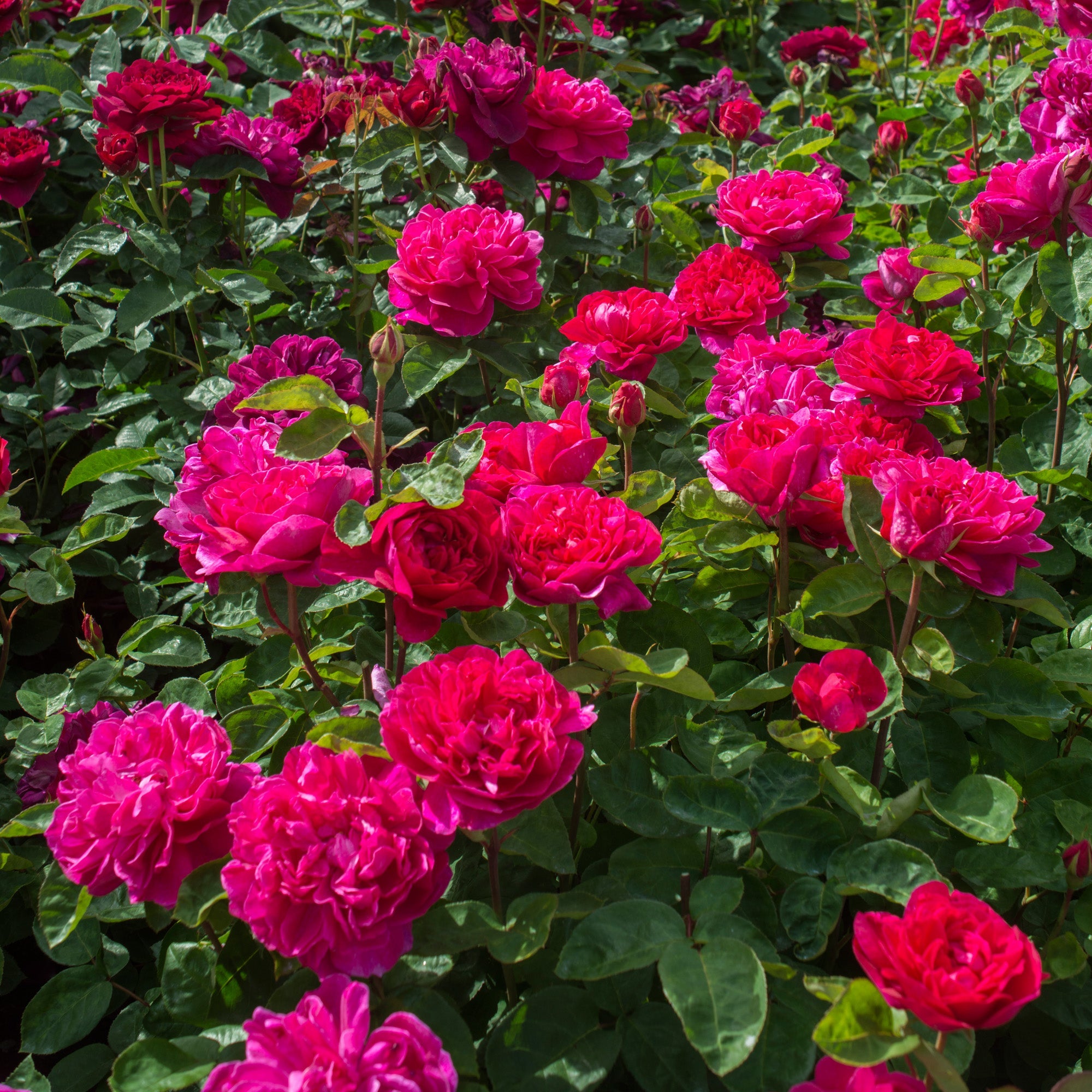 Sophy’s Rose | English Shrub Rose | David Austin Roses
