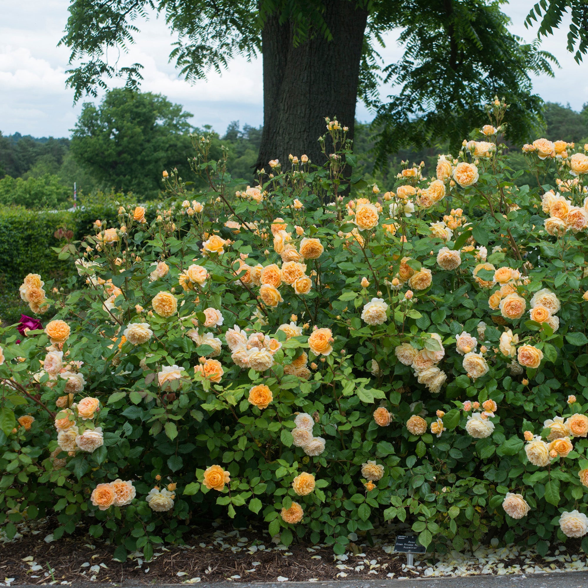 Crown Princess Margareta