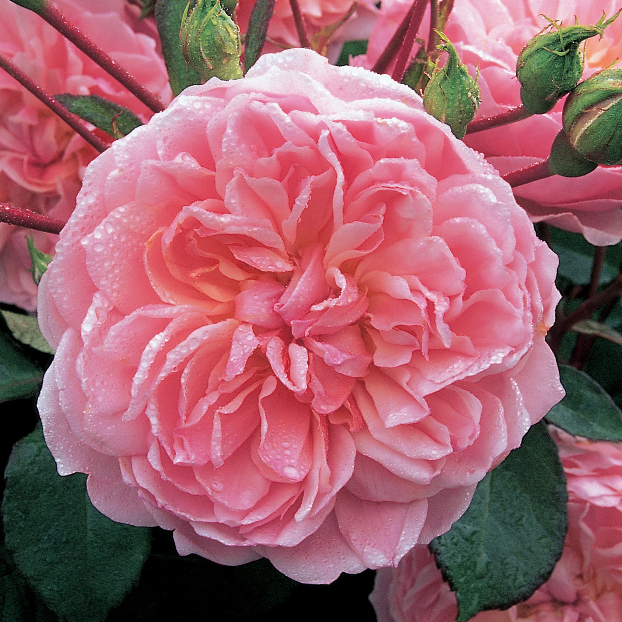 Anne Lowe Roses Anne Boleyn | English Shrub Rose | David Austin Roses