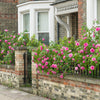 Gertrude Jekyll