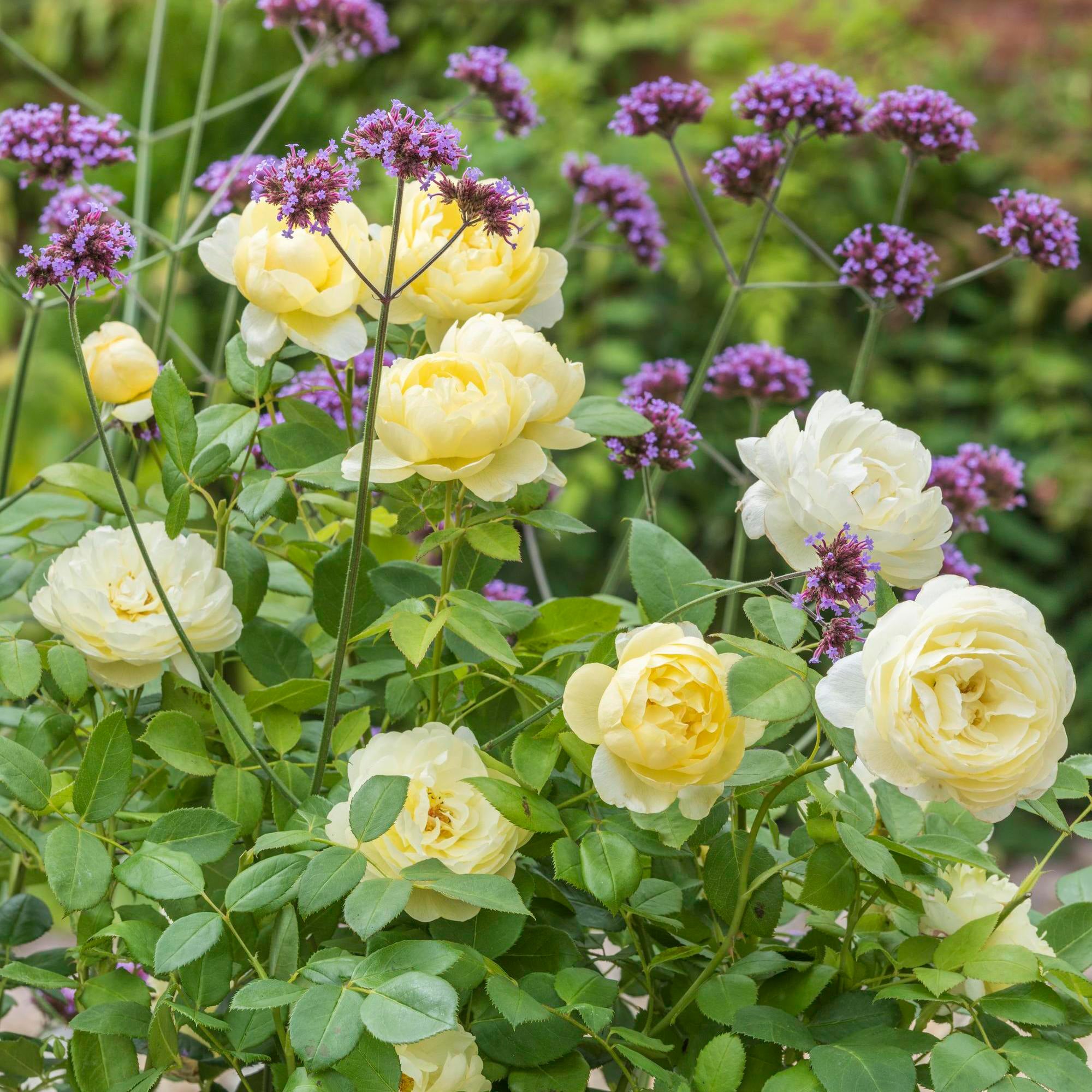 Pale Lemon Roses Vanessa Bell | English Shrub Rose | David Austin Roses