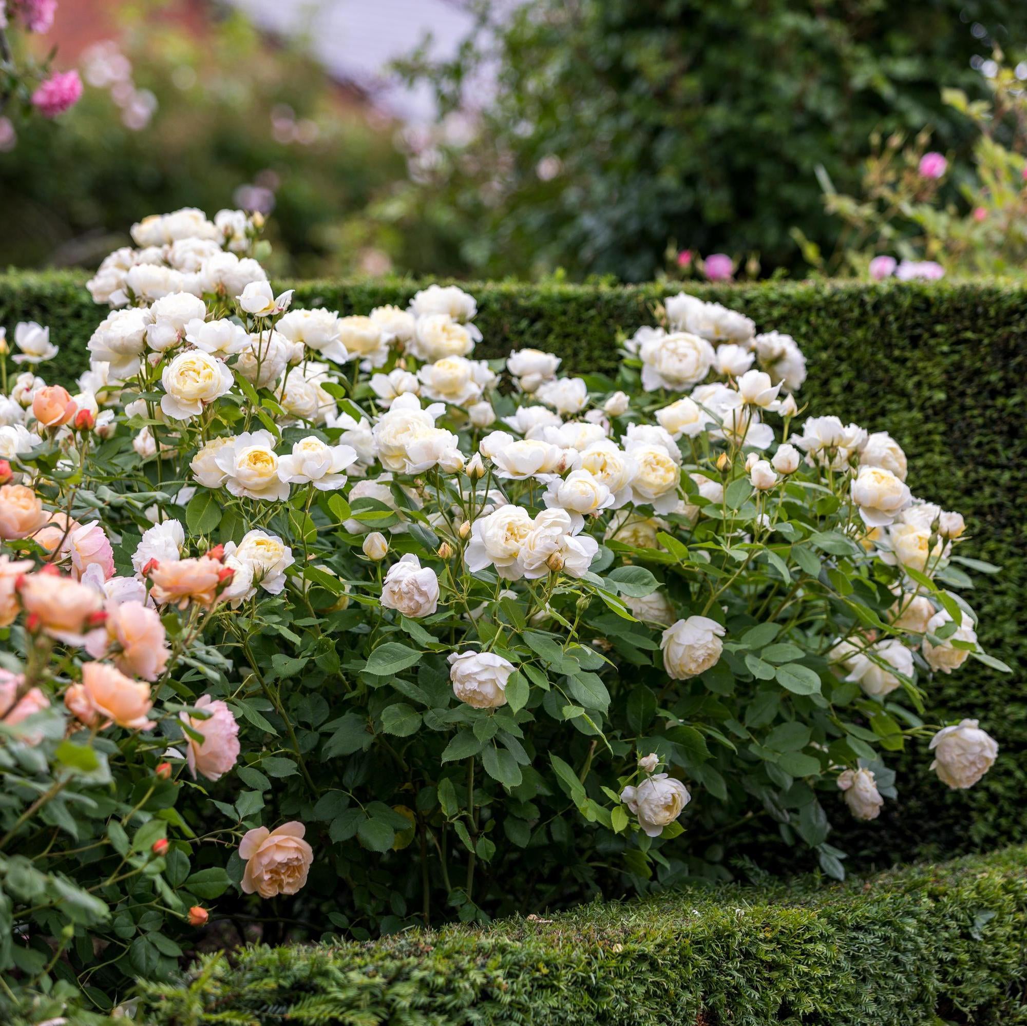 Pale Lemon Roses Vanessa Bell | English Shrub Rose | David Austin Roses