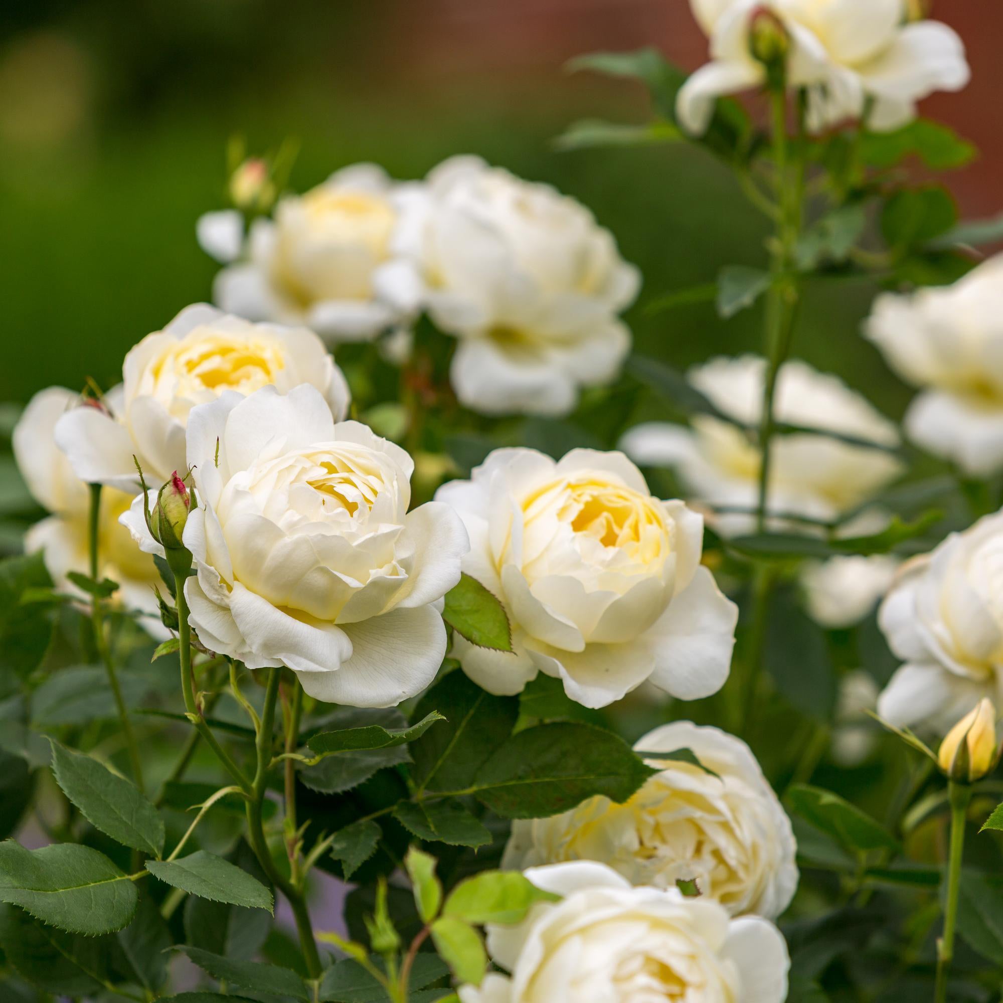 Pale Lemon Roses Vanessa Bell | English Shrub Rose | David Austin Roses