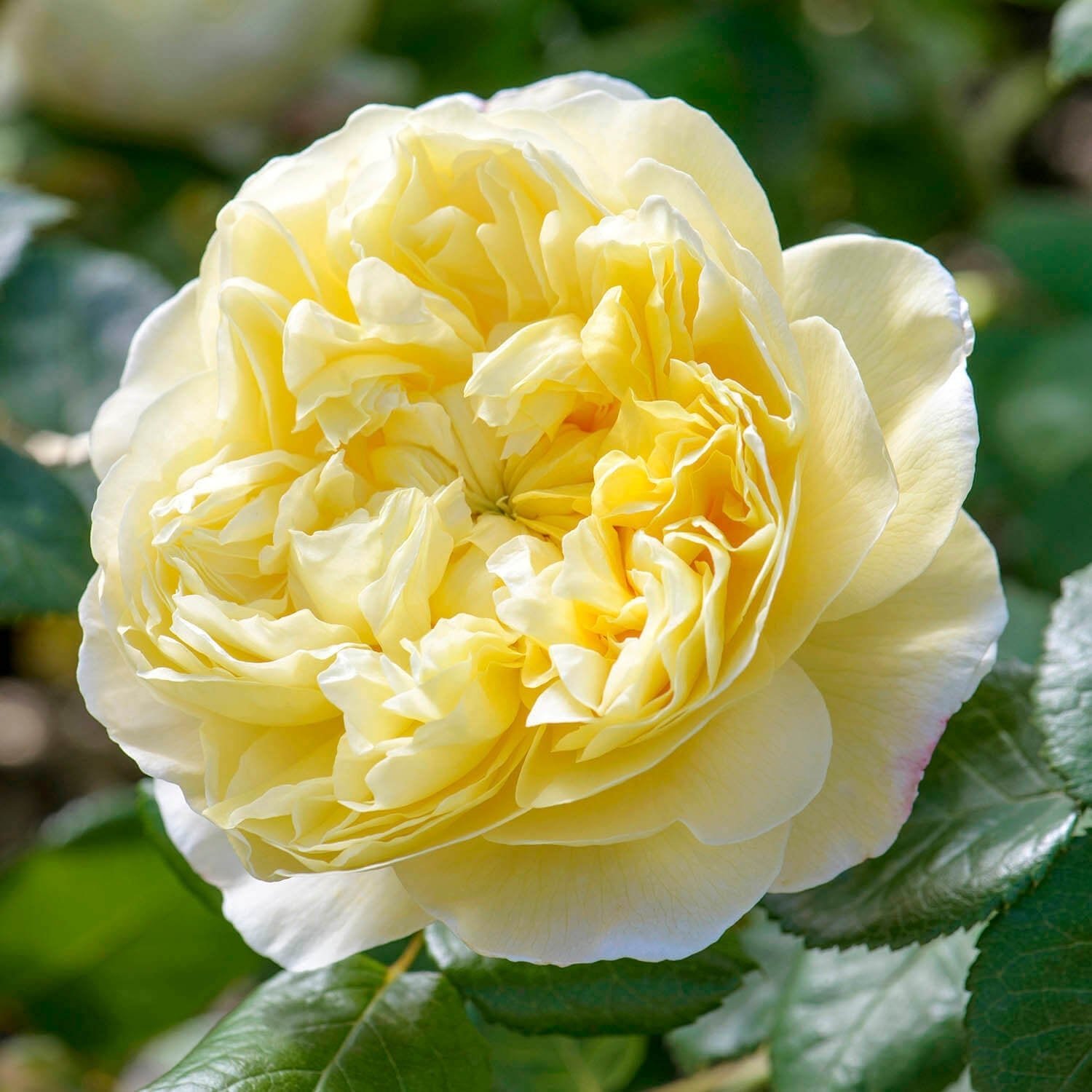 english roses plants Shop The Generous Gardener main image 1