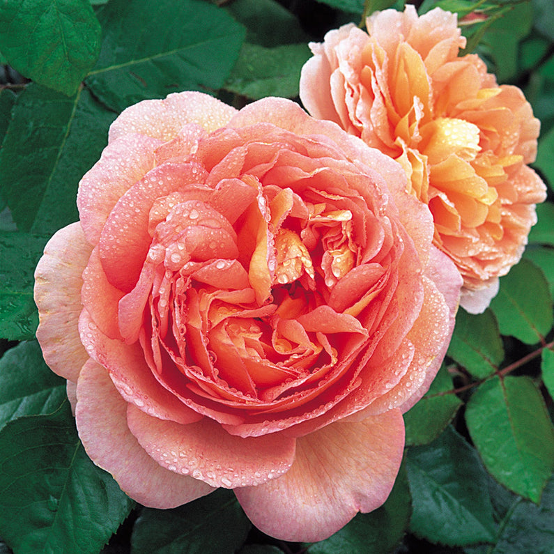 Abraham Darby - Image 1