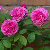 Gertrude Jekyll®