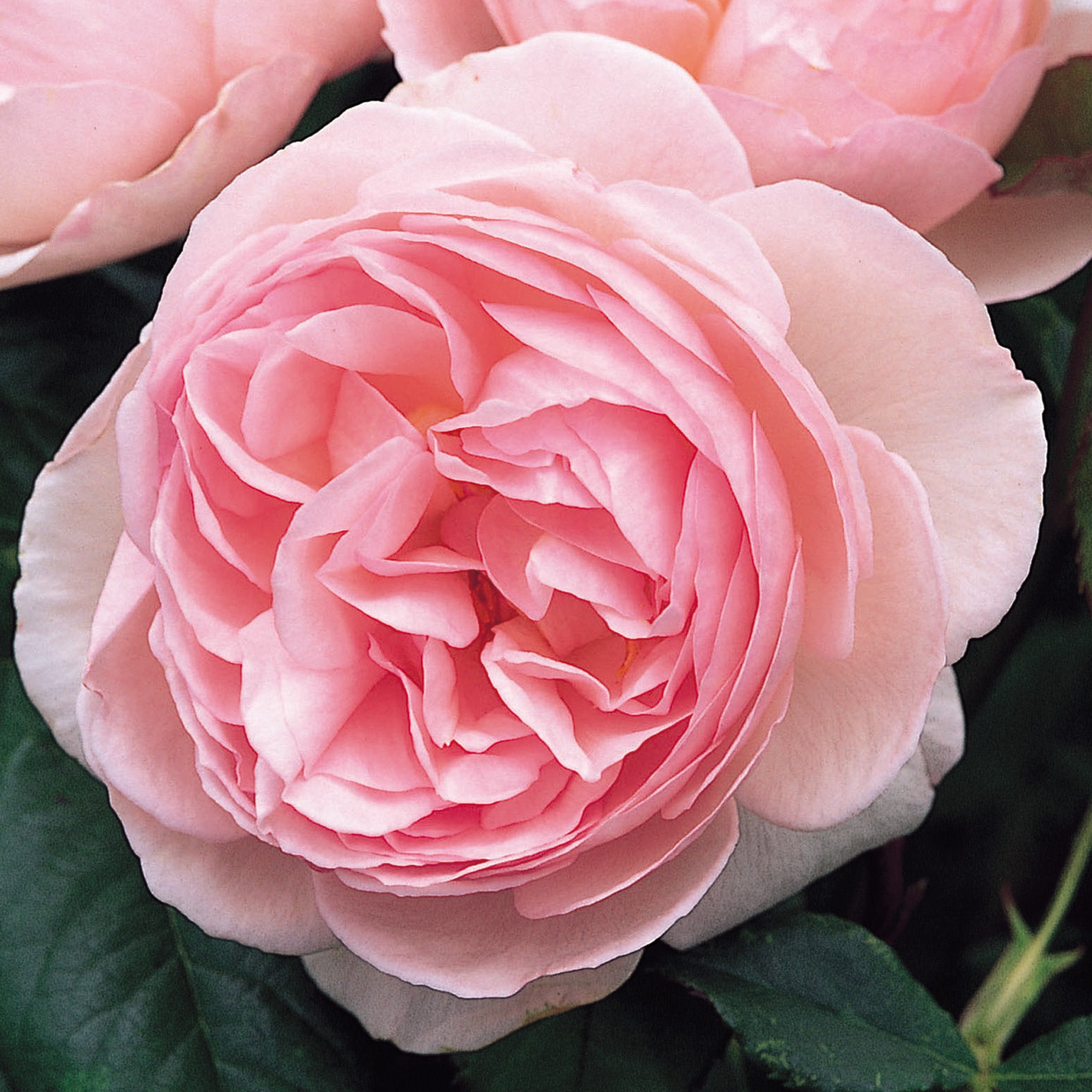 British Pink Roses Pink