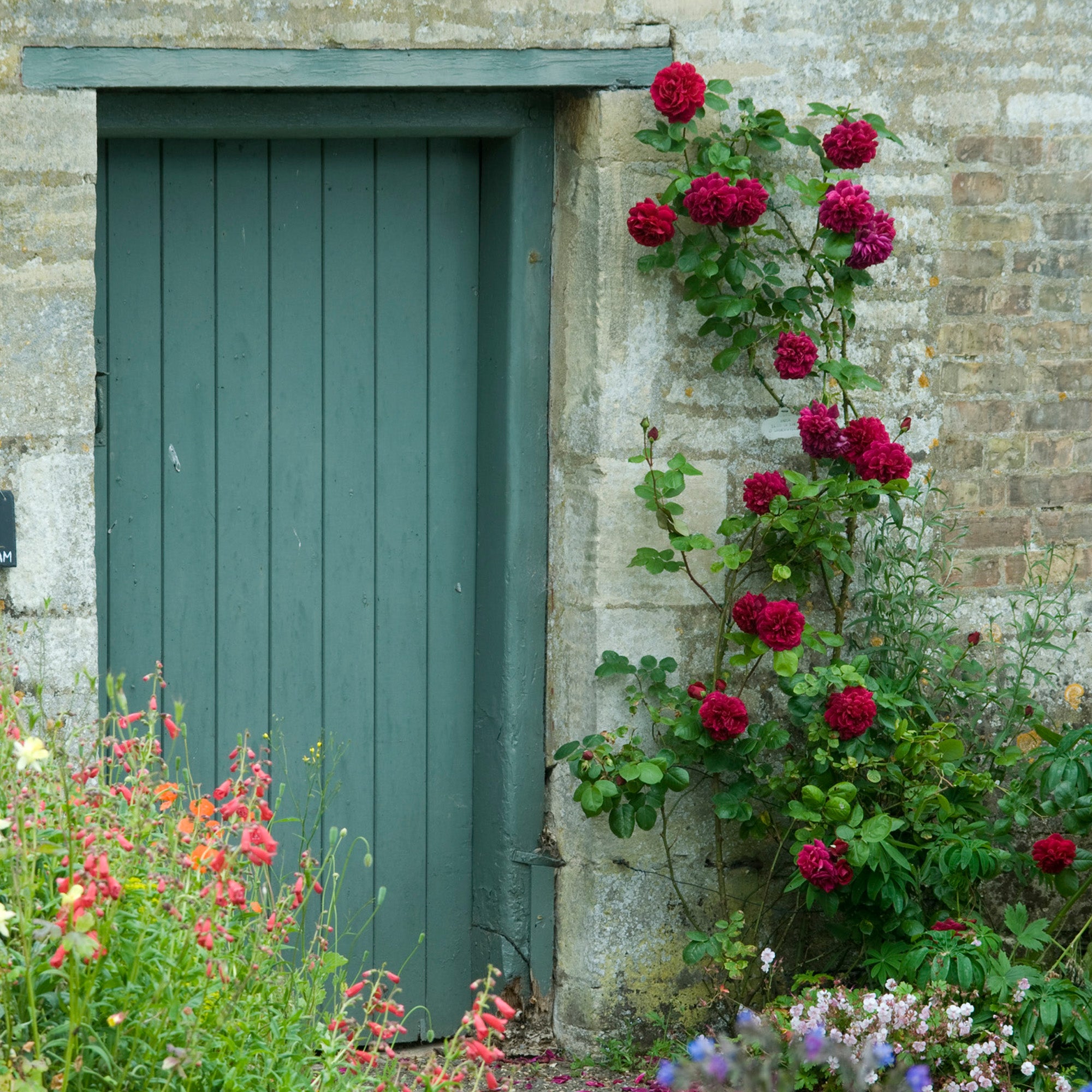 Dobbies Climbing Roses Tess of the d’Urbervilles | English Climbing Rose | David Austin Roses