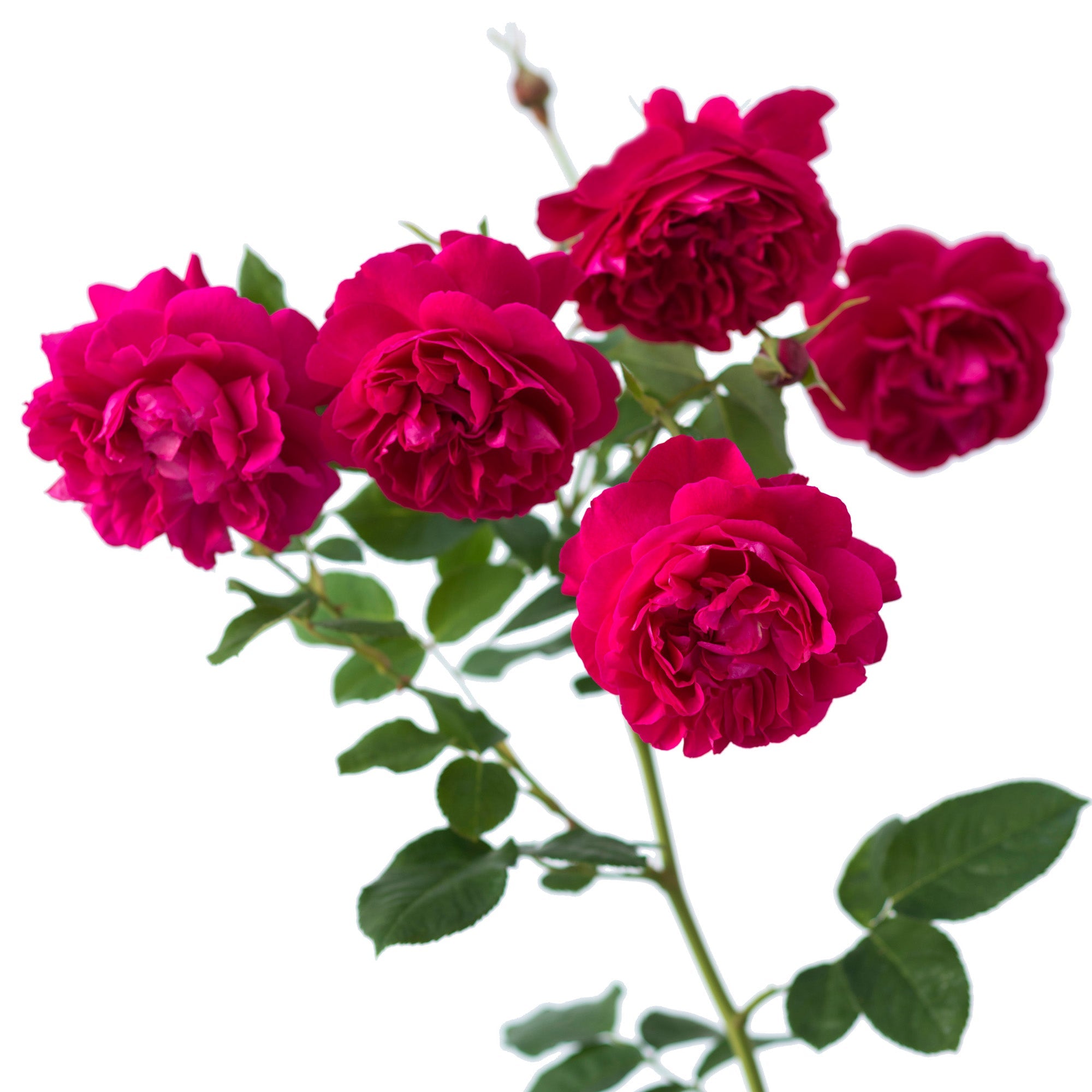 Thomas à Becket | English Shrub Rose | David Austin Roses