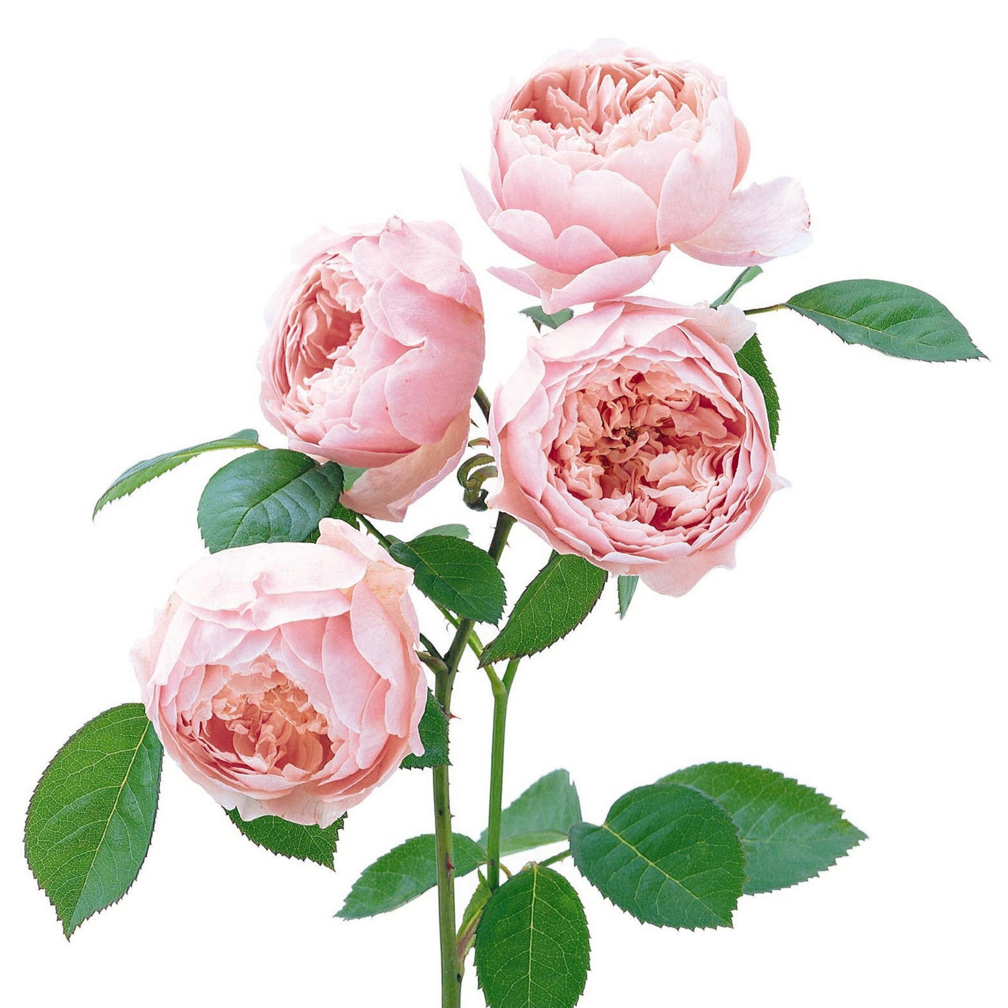 The Alnwick® Rose | English Shrub Rose | David Austin Roses
