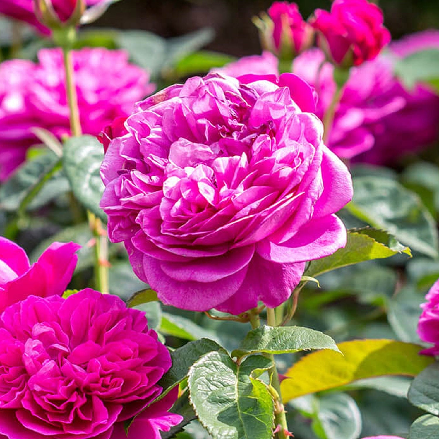 Pink Austin Roses Pink