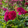 Darcey Bussell