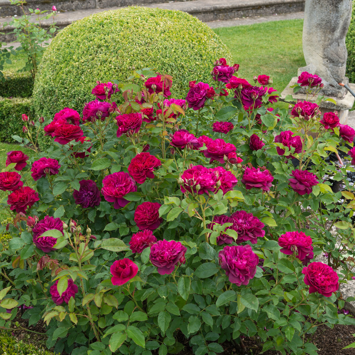 Darcey Bussell