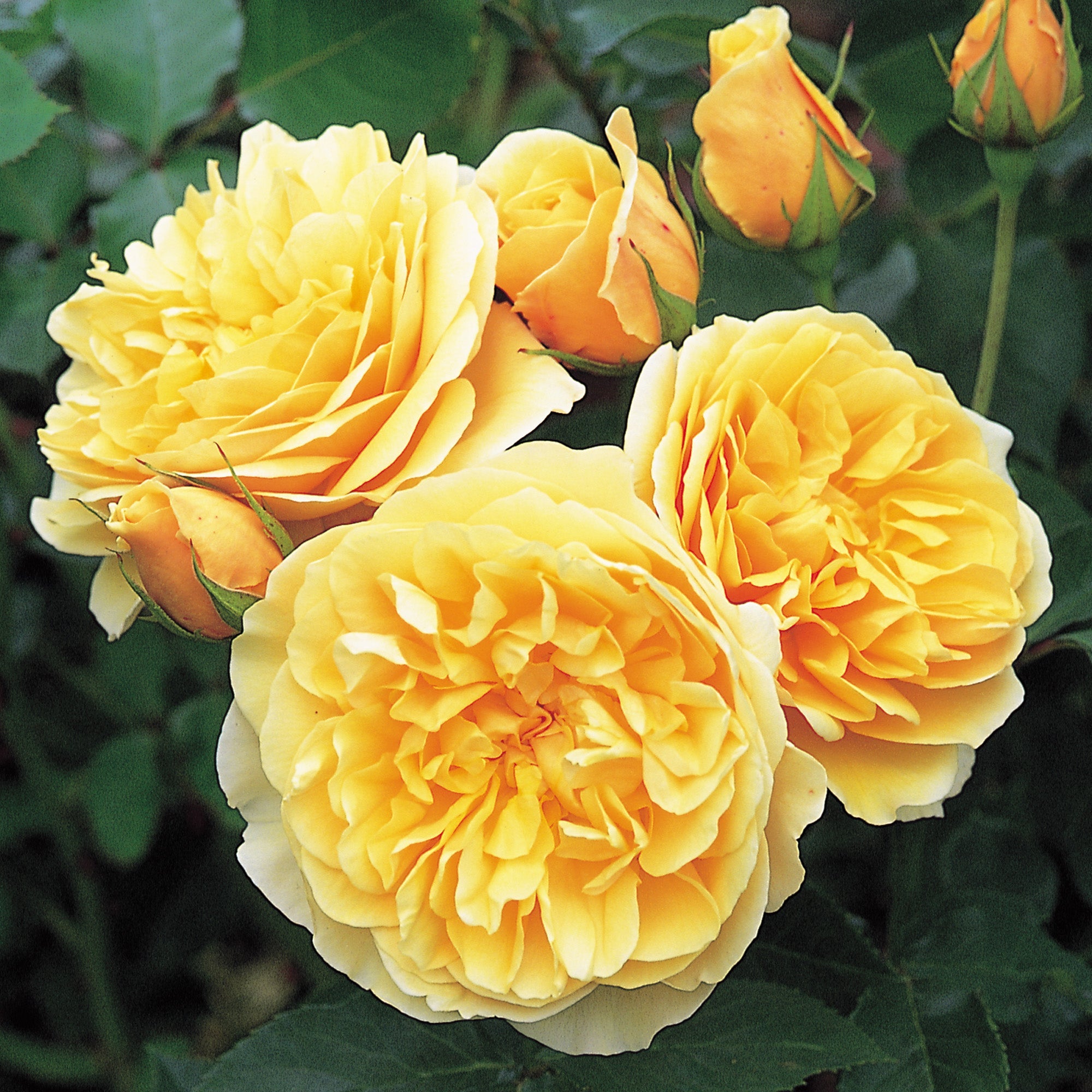 Graham Thomas | English Shrub Rose | David Austin Roses