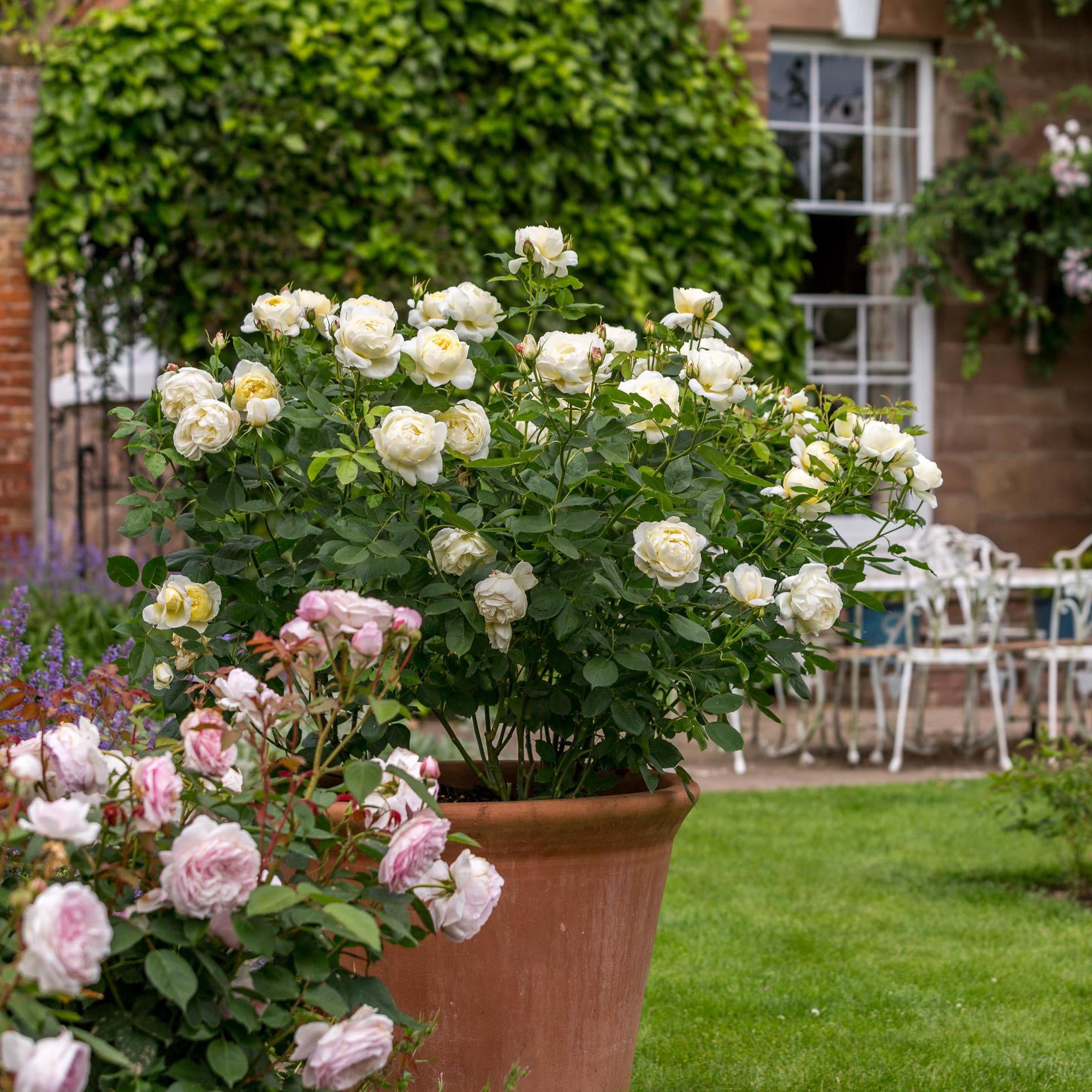 Pale Lemon Roses Vanessa Bell | English Shrub Rose | David Austin Roses