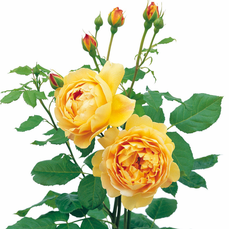 golden celebration rose plant Golden Celebration | English Shrub Rose